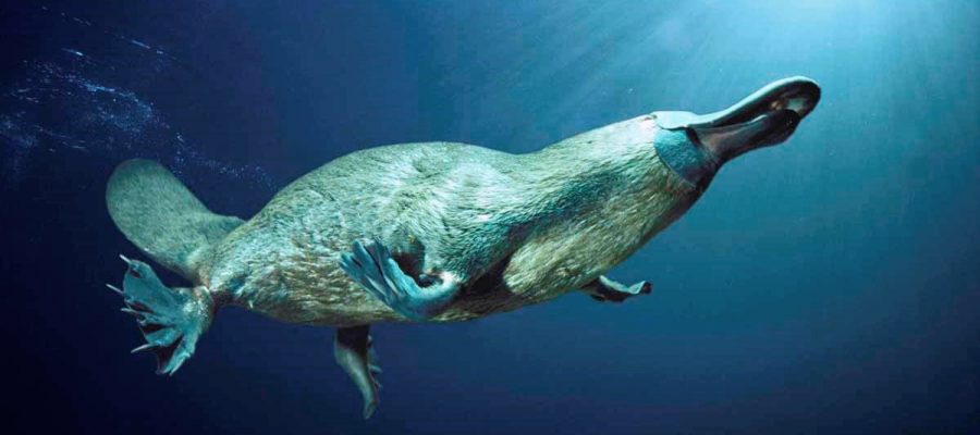 5 animales curiosos que debes conocer