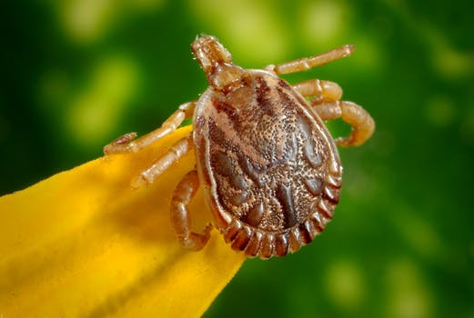 4 curiosidades que no sabías de las garrapatas