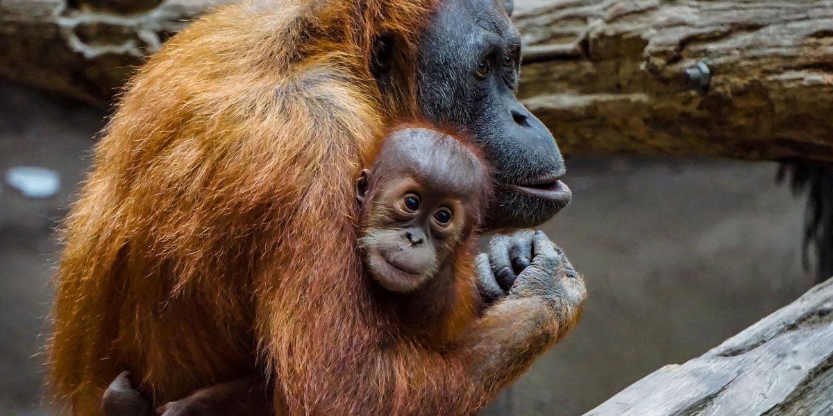 ¿Cuáles son los animales vertebrados?